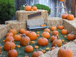 Image result for Pumpkin Patch Decorations