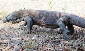 Image result for Komodo Dragon Side View