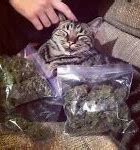 Image result for Weed Cat Meme