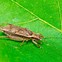 Image result for Cricket Insect Jumping