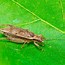 Image result for Cricket Bug Photography