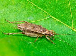 Image result for Cricket Insect Jumping