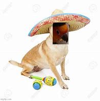 Image result for Dog in a Sombrero Meme