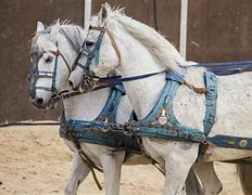 Image result for Roman Gladiator Chariot