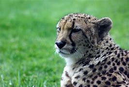 Image result for Cheetah Meow