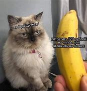 Image result for Cat Doing Surgery Meme