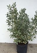 Image result for Silver Button Plant