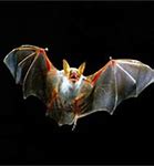 Image result for Australian Scary Bat