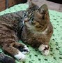 Image result for bub
