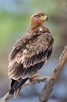 Image result for Aquila rapax