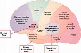 Image result for Association Areas