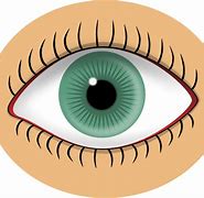 Image result for Sight ClipArt