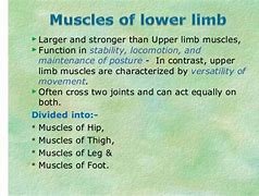 Image result for Muscles of Lower Limb in Table