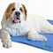 Image result for Cool Mat Dog