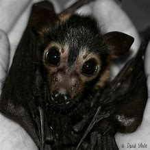 Image result for Fruit Bat Pup