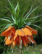 Image result for Fritillaria eduardii Sunrise