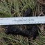 Image result for What Do Raccoon Poop Look Like