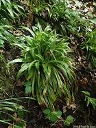 Image result for Carex plantaginea