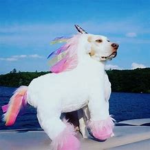 Image result for Unicorn Doge