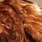 Image result for Emgold Feather
