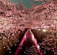 Image result for Sakura Tree