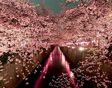 Image result for Sakura Cherry Blossom Season Japan