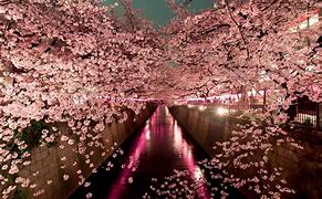 Image result for Sakura Cherry Blossom Show