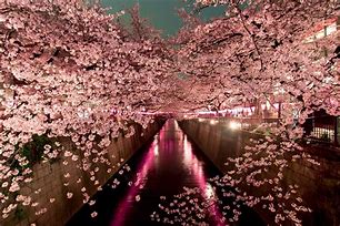 Image result for Sakura Cherry Blossom Tree Kintai Bashi