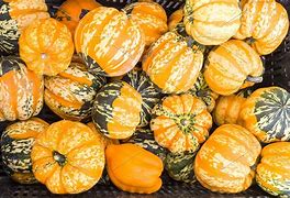 Image result for Green and Orange Squash