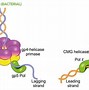 Image result for Is Eukaryotic DNA Recombination the Same as Crossing Over