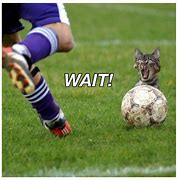 Image result for Funny Cat Soccer Memes