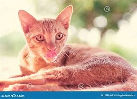 Image result for Ginger Cat Tongue Out
