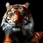 Image result for Tiger 3D Model Free