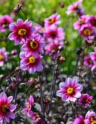 Image result for Dahlia Wishes N Dreams