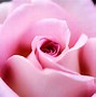 Image result for Pink Round Things