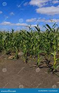 Image result for Corn Harvest Pictures