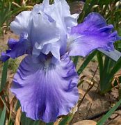 Image result for Iris Galilee (Germanica-Group)
