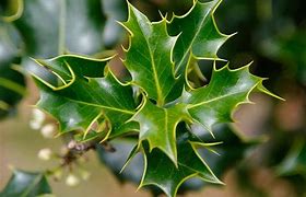 Image result for Ilex aquifolium