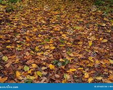 Image result for Leaves Covering Ground