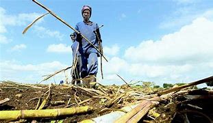 Image result for African Sugar Plantation Work in Natal