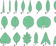 Image result for 5 Types of Leaves