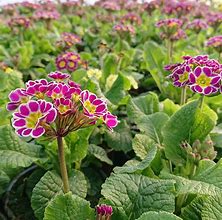 Image result for Primula auricula Queen Alexandra