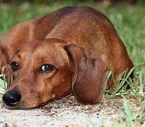 Image result for Dachshund Dog