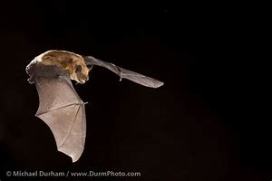 Image result for big brown bats wings