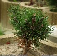 Image result for Pinus uncinata Heideperle