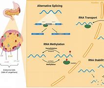 Image result for mRNA Processing
