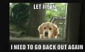 Image result for All Good Dog Meme