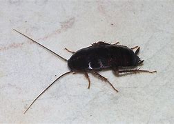 Image result for Cockroach