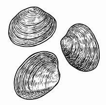 Image result for Black and White Clam Clipart