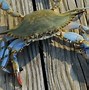 Image result for Chesapeake Bay Crabs